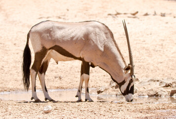 Gemsbok bull (oryx) at waterhole in the Kgalagadi Park, Kalahari South Africa