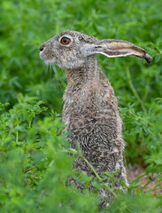 Jack rabbit