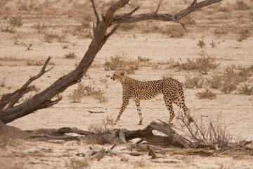 A cheetah walks regally down the Auob riverbed ion the Kgalagadi Park South Africa while scanning...