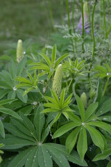 Lupin Ready to Bloom