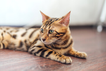 Naklejka na ściany i meble Cute bengal kitty cat laying on the floor at home