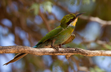 Swallow-tailed Bee-eater posing on a branch in the Kgalagadi Park, Kalahari desert, South Africa