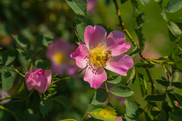 Pink rosehip blooms in the garden or park. Green leaves in the sun. Summer mood. A bee sitting on a flower