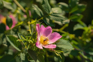 Pink rosehip blooms in the garden or park. Green leaves in the sun. Summer mood. A bee sitting on a flower