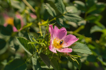 Pink rosehip blooms in the garden or park. Green leaves in the sun. Summer mood. A bee sitting on a flower