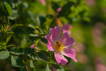 Pink rosehip blooms in the garden or park. Green leaves in the sun. Summer mood. A bee sitting on a flower