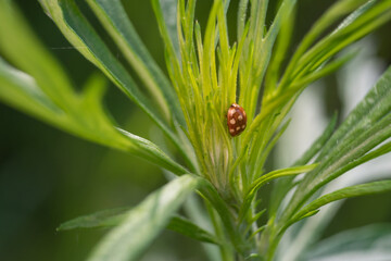 Insects on flowers and grass. In a park or garden. Forest growths and microcosm.