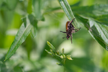 Insects on flowers and grass. In a park or garden. Forest growths and microcosm.