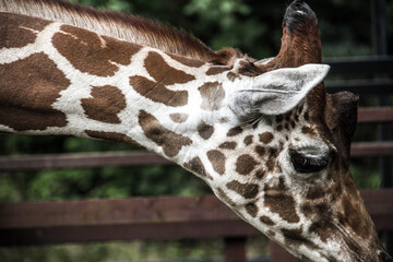 長崎バイオパークのキリン_02
