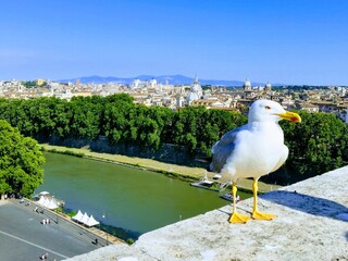 Gaviota en Roma