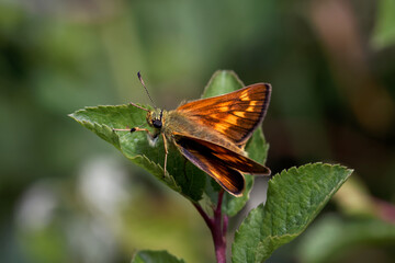 A Large Skipper Butterfly sitting  on a green leaf.