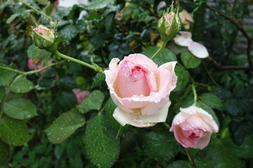 Obraz na płótnie Canvas 雨の日に咲いたピンクの薔薇の花
