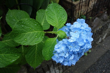 雨に濡れた6月の紫陽花の花