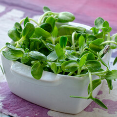 Microverde de girassol