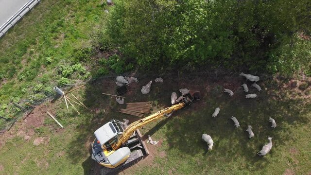 Several sheeps taking shelter from the sun beside a excavator