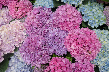 Obraz premium 6月のカラフルな紫陽花の壁紙