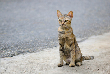 Close-up of a cat staring with attitude, preparing to jump.