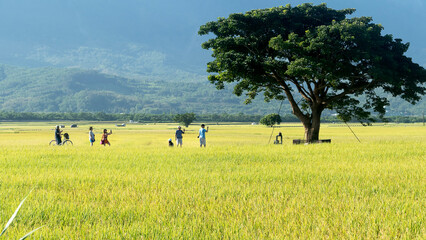 Aerial view of Beautiful Rice Fields in taitung . Taiwan