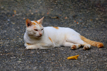 Close-up of a white cat lying on the street  