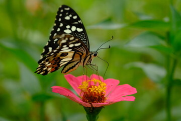 Obraz na płótnie Canvas a tropical butterfly alighted on pink zinnia flowers. The butterfly sucks on honey flowers or nectar for its food. this is a symbiosis between a butterfly and a flower. macro photography.