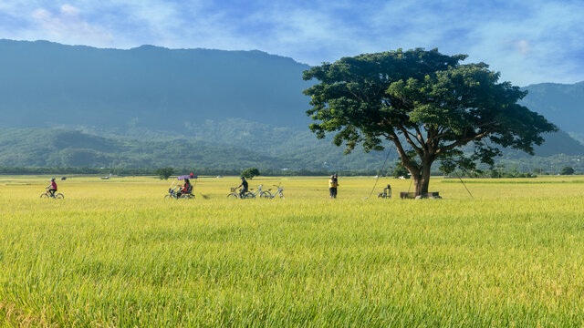 Aerial view of Beautiful Rice Fields in taitung . Taiwan