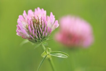 Obraz premium Red clover macro. Field grasses. Summer meadow flowers background.Fodder clover.Nature plant summer background