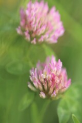  clover macro. Field grasses. Summer meadow flowers background.Fodder clover.Nature plant summer background