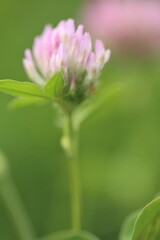 Red clover macro. Field grasses. Summer meadow flowers background.Nature plant summer background