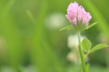 Red clover macro. Field grasses. Summer meadow flowers background.Fodder clover.Nature summer background