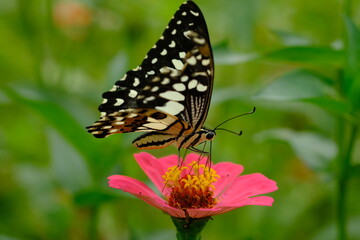 a tropical butterfly alighted on pink zinnia flowers. The butterfly sucks on honey flowers or...