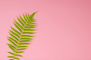Green fern leaf on a red background.