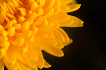 Fototapeta premium Close up of yellow chrisantemum flowers with drops of water.