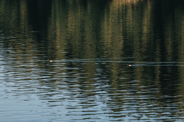 Fototapeta na wymiar reflection in water with ducks