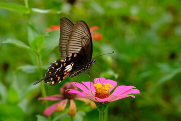 a black tropical butterfly alighted on pink zinnia flowers. The butterfly sucks on honey flowers or...