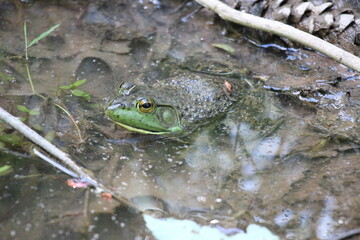 Bull Frog waiting along the stream bank
