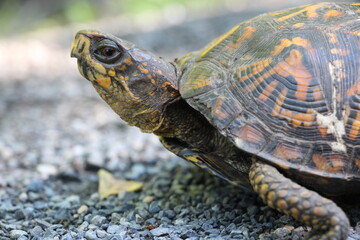 Curious box turtle crossing trail