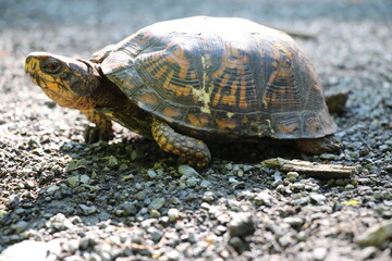 Curious box turtle crossing trail