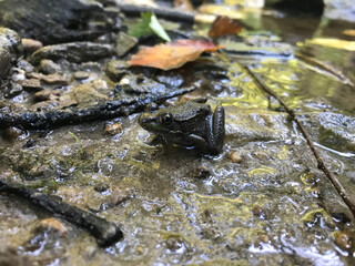 Green Frog on rock