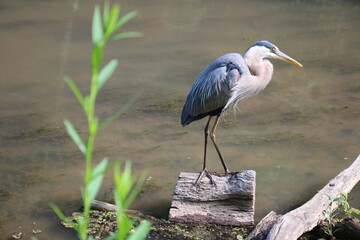 Great Blue Heron fishing