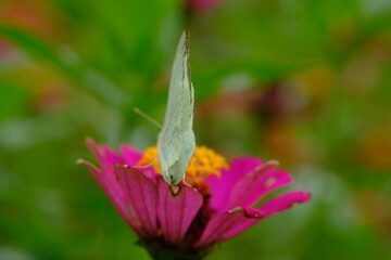 a pale tropical butterfly alighted on pink zinnia flowers. The butterfly sucks on honey flowers or nectar for its food. this is a symbiosis between a butterfly and a flower. macro photography.