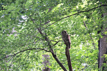 Barred Owl perched in tree observing area