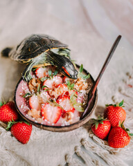 Red eared slider turtle sniffing a banana smoothie bowl topped with strawberries