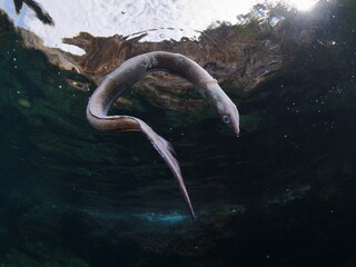 dead conger eel on the surface of water drifting dead fish underwater ocean scenery pollution - obrazy, fototapety, plakaty