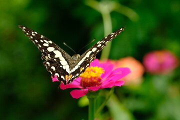 a tropical butterfly alighted on pink zinnia flowers. The butterfly sucks on honey flowers or nectar for its food. this is a symbiosis between a butterfly and a flower. macro photography.