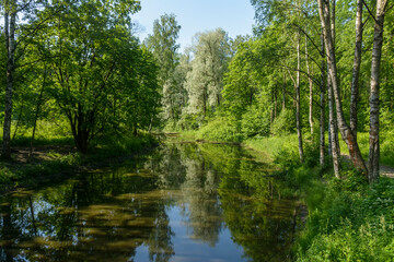 Fototapeta na wymiar A hot summer day in the Nevsky Forest Park.