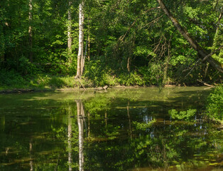 A hot summer day in the Nevsky Forest Park.