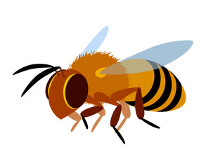 single flying worker honeybee, logo or emblem, symbol of the collective unit, color vector illustration isolated on a white background in cartoon & flat style