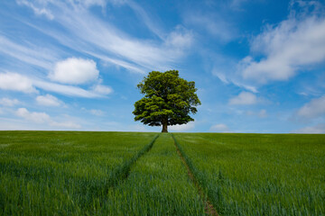 Fototapeta na wymiar lonely tree in the field, fife, scotland, Uk.