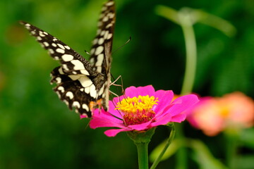 Fototapeta na wymiar a tropical butterfly alighted on pink zinnia flowers. The butterfly sucks on honey flowers or nectar for its food. this is a symbiosis between a butterfly and a flower. macro photography.