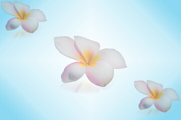 Abstract blue background with plumeria flowers